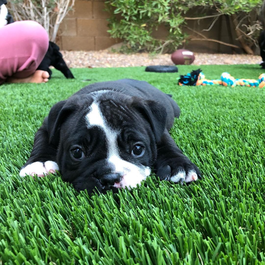 Pups